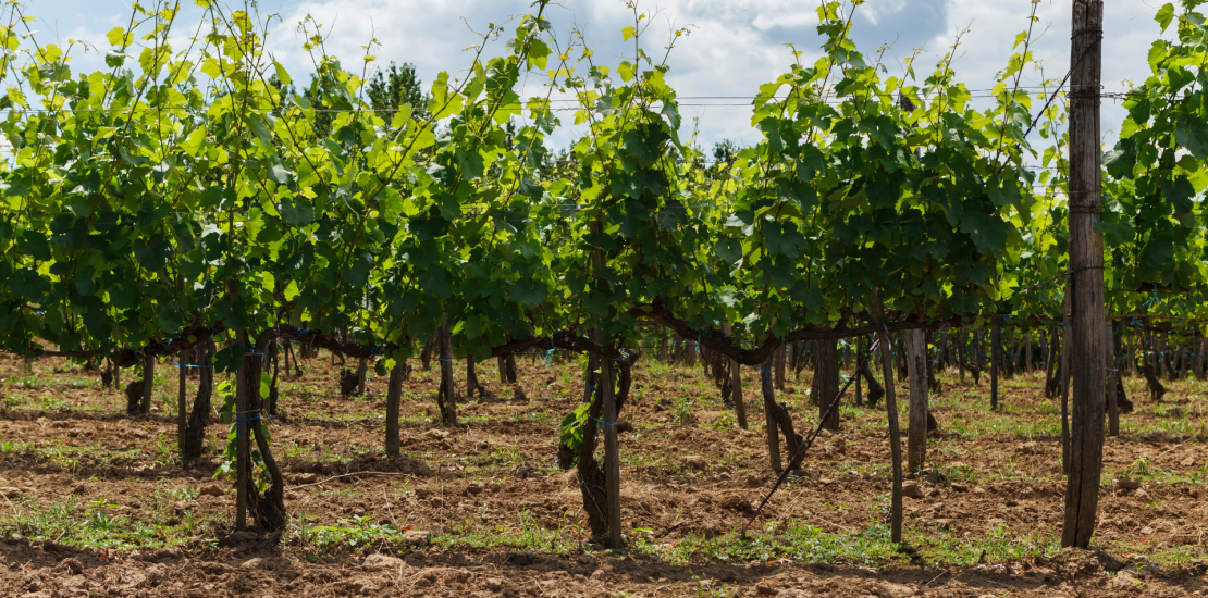 produzioni vitivinicole sostenibili